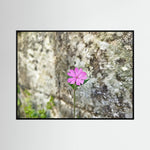 Silene Dioica, Stone wall
