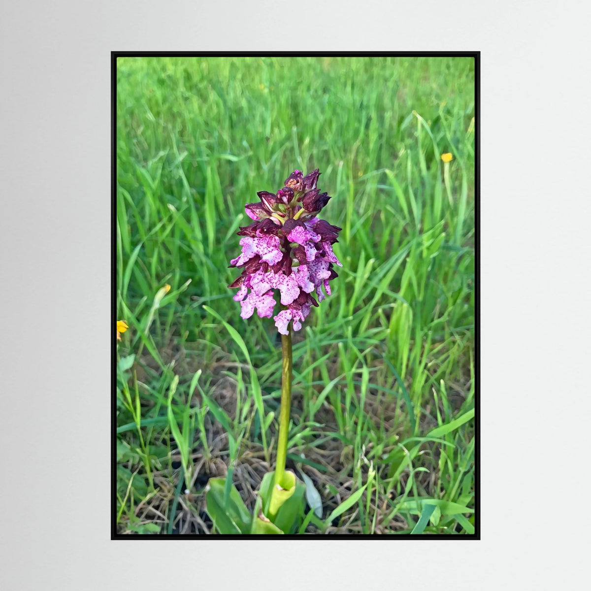 Orchis Purpurea