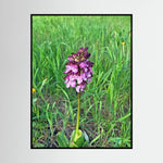 Orchis Purpurea