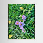 Allium Roseum