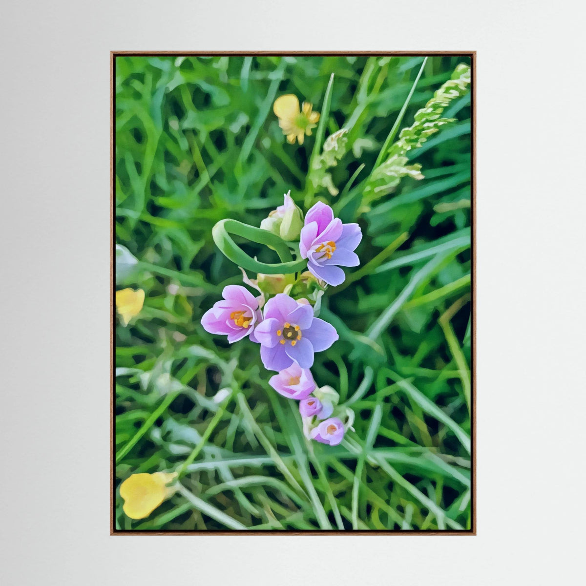 Allium Roseum