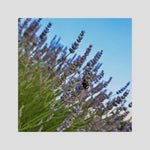 Lavender & Bombus