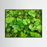Geranium Lucidum