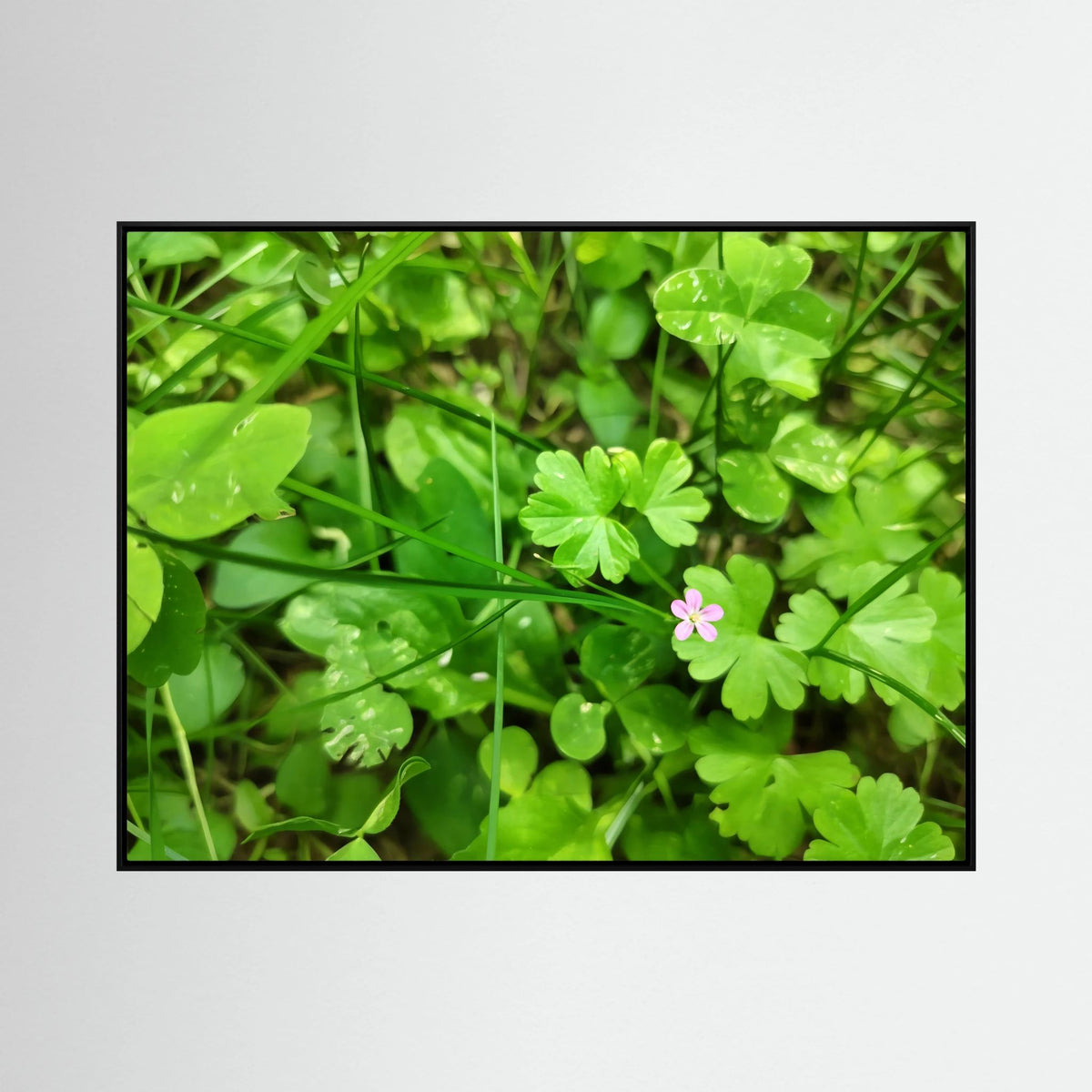 Geranium Lucidum