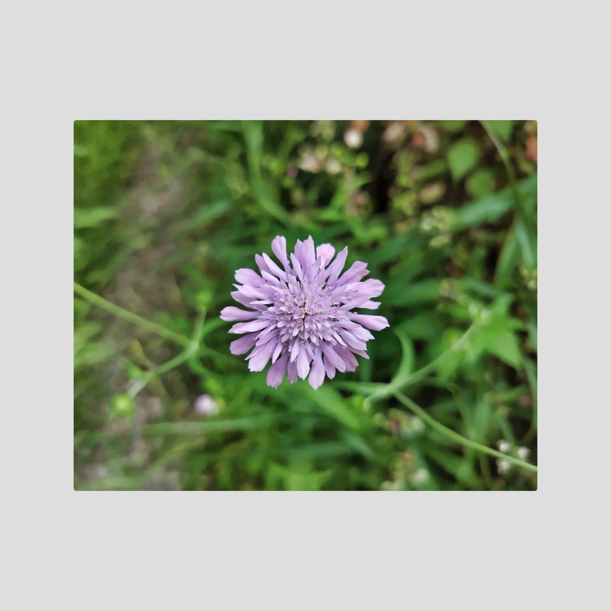 Knautia integrifolia (Ambretta annuale)