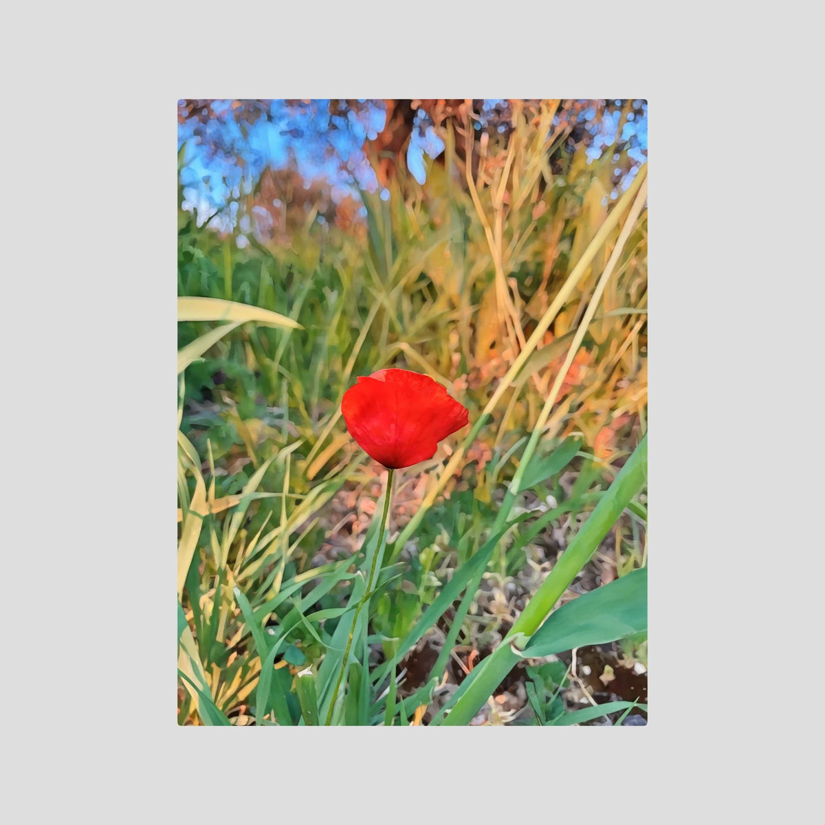 Papaver Rhoeas