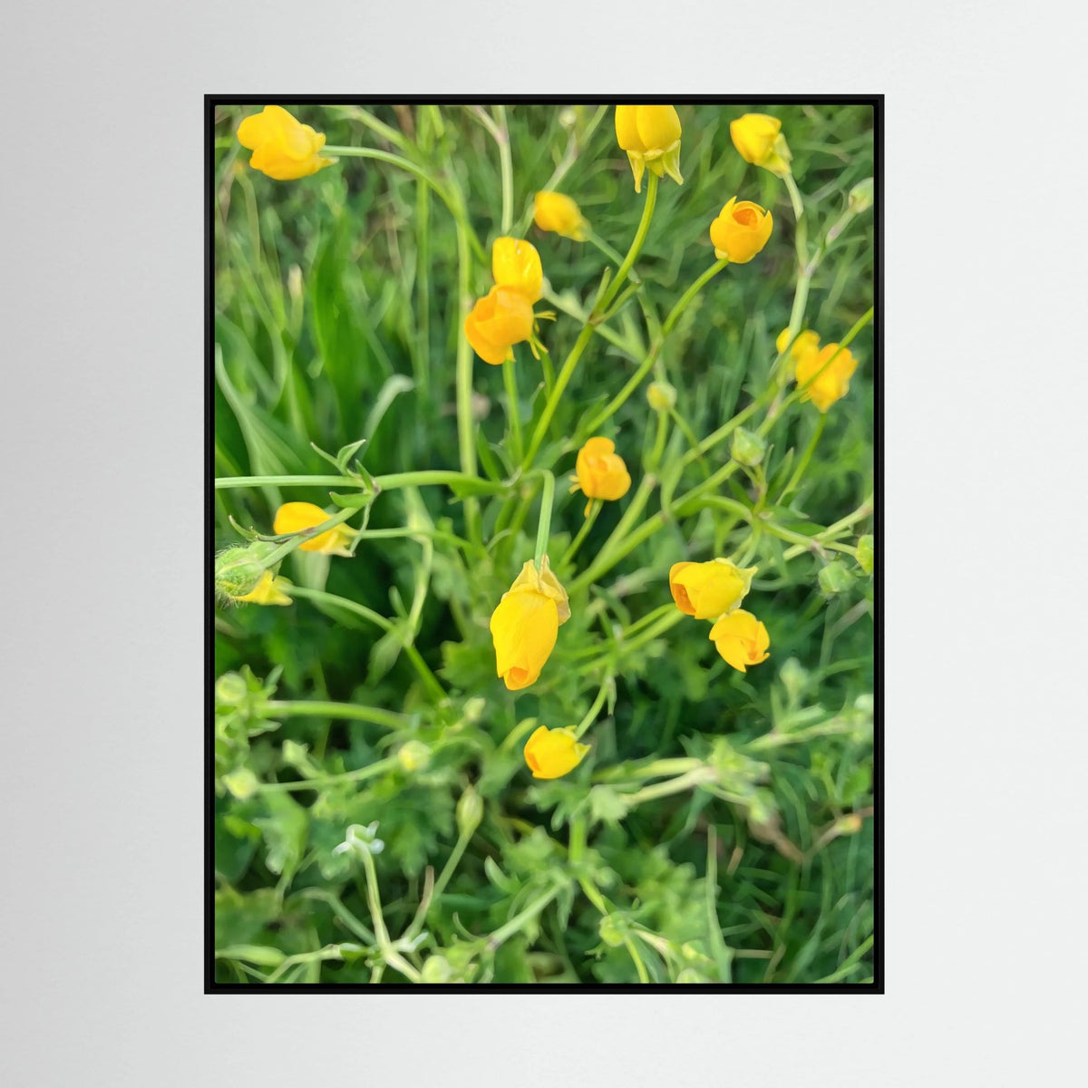 Ranunculus Acris
