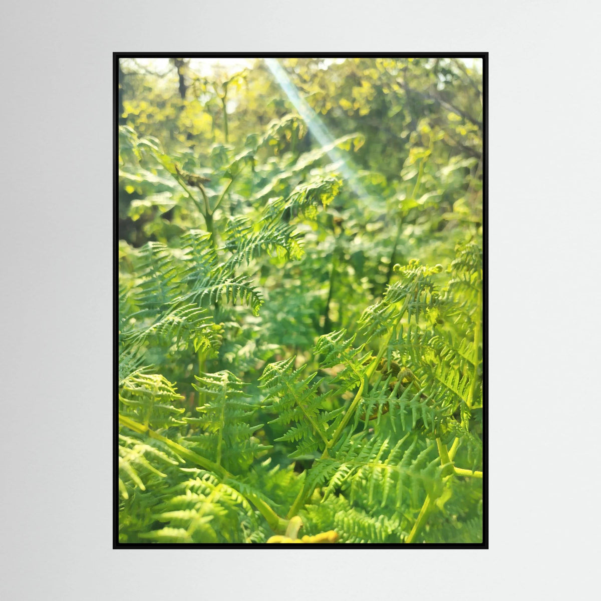 Felce Aquilina (Pteridium Aquilinum)