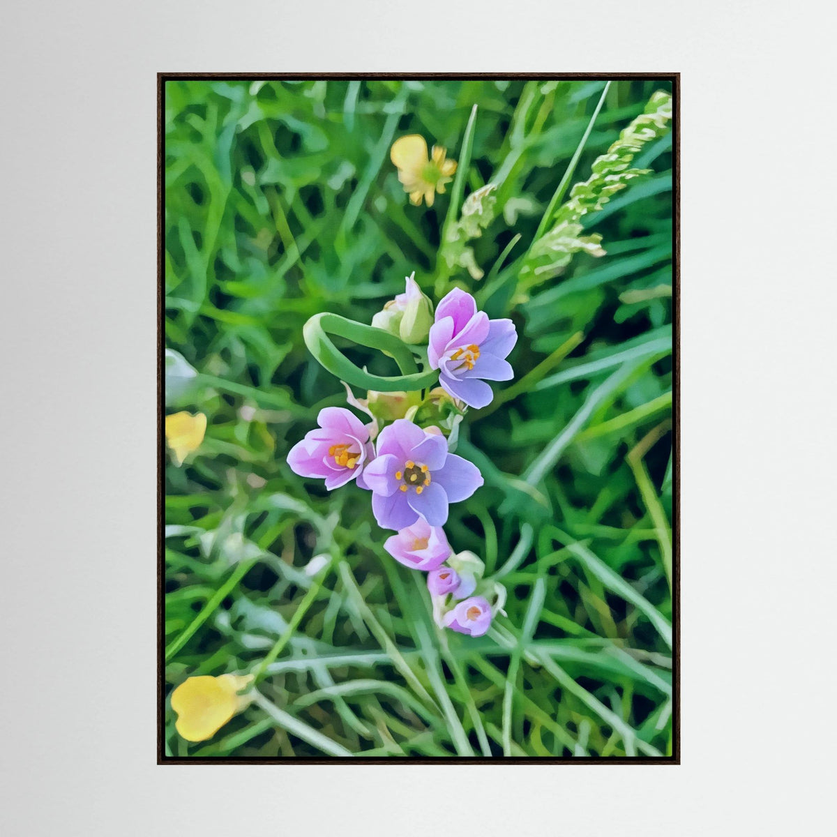 Allium Roseum
