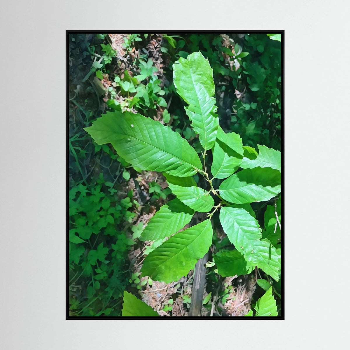 Castanea Tree Leaves