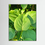 Syringa Vulgaris Leaves