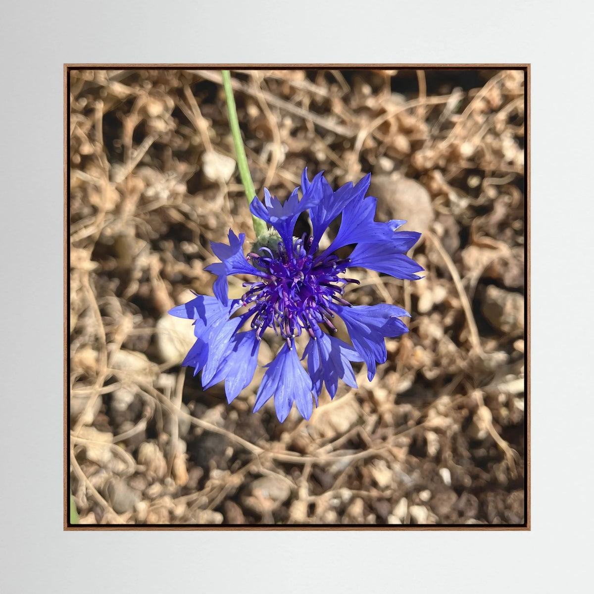Cornflower (Centaurea cyanus)