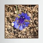 Cornflower (Centaurea cyanus)