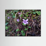 Violet Blossom