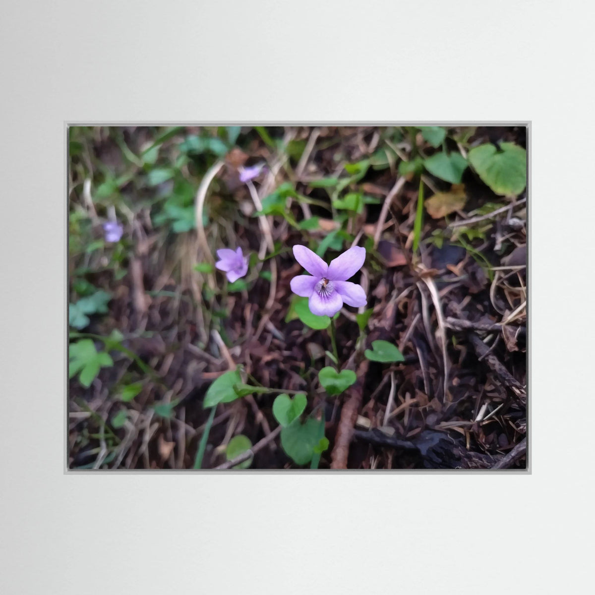 Violet Blossom