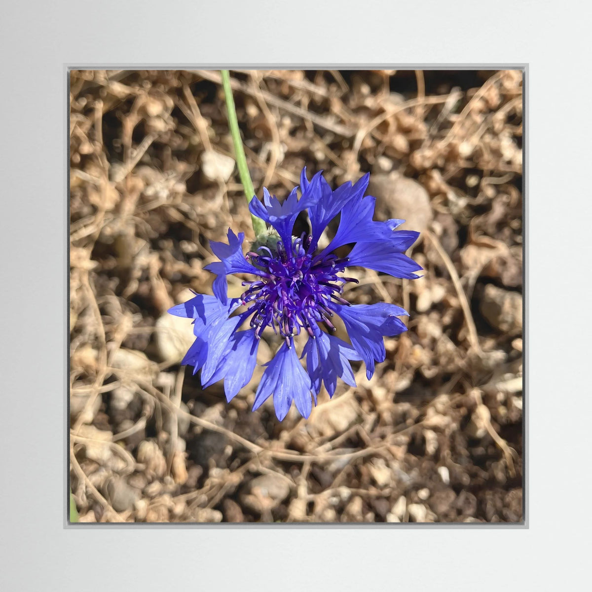 Cornflower (Centaurea cyanus)