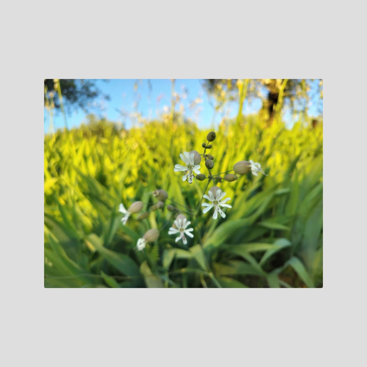 Silene Vulgaris