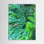Thuja Plicata
