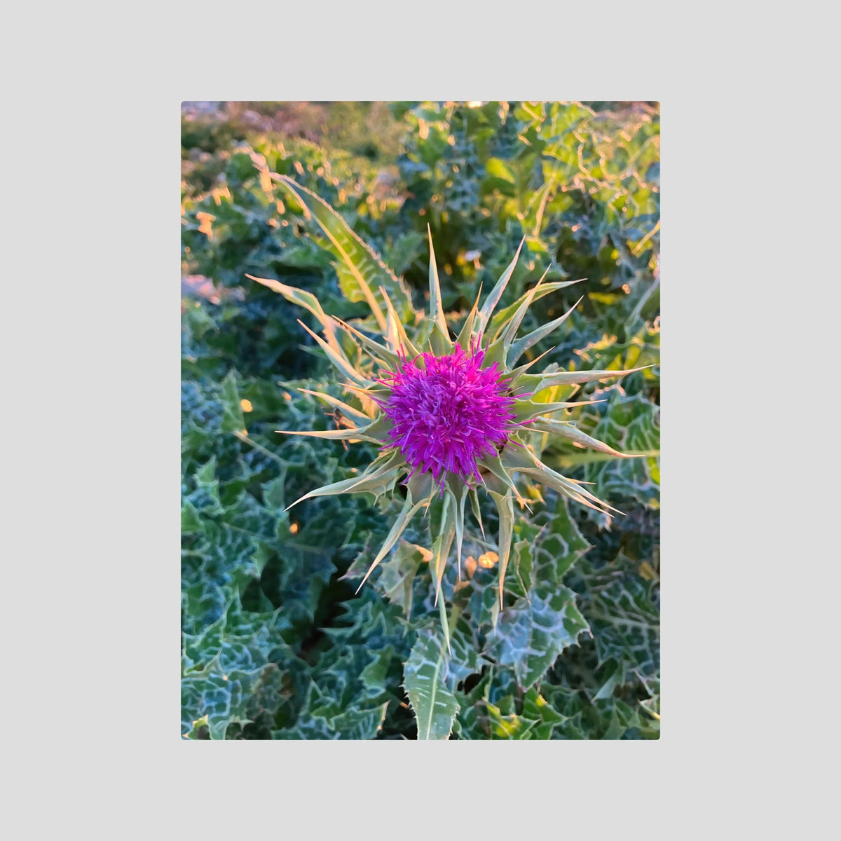 Silybum Marianum