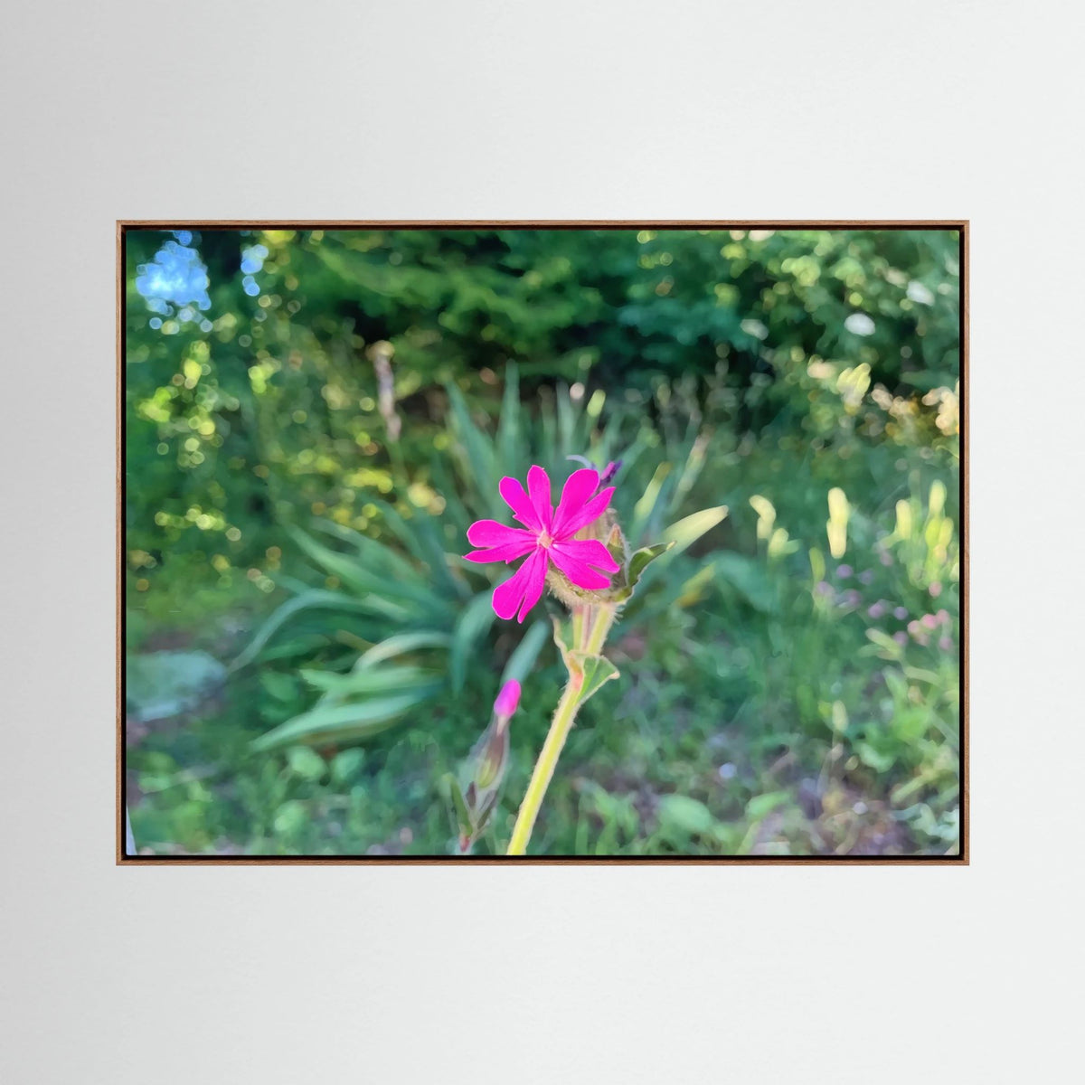 Silene Dioica, Pink in Green