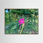 Silene Dioica, Pink in Green