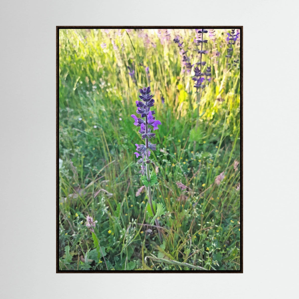 Salvia Verbenaca