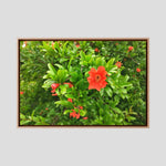 Melograno (Punica granatum)