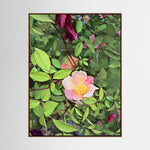 Rose, Day Light | Poly Art