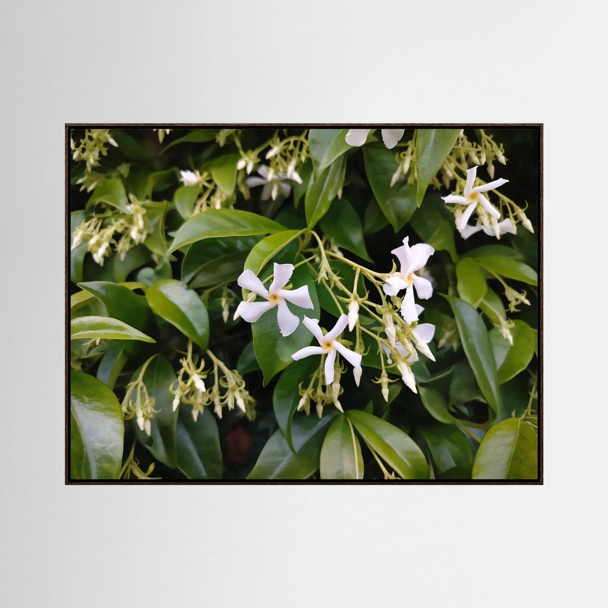 Gelsomino (Jasminum officinale)