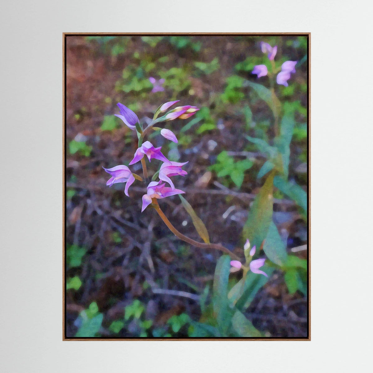 Cephalanthera Rubra