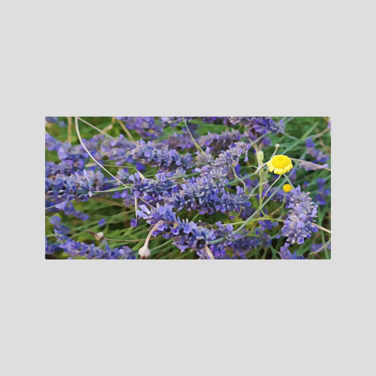 Lavender & Chamomille