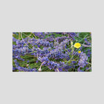 Lavender & Chamomille