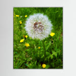 Dandelion & Yellow Whispers