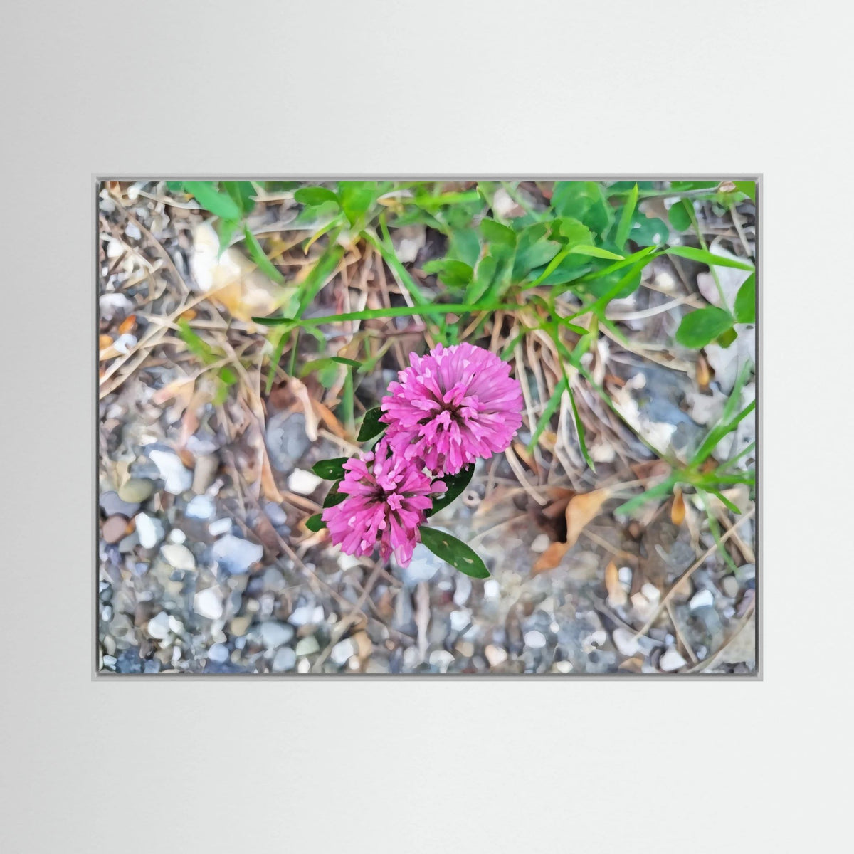 Trifolium Pratense