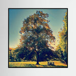 Rooted in Light, Sunset | Poly Art