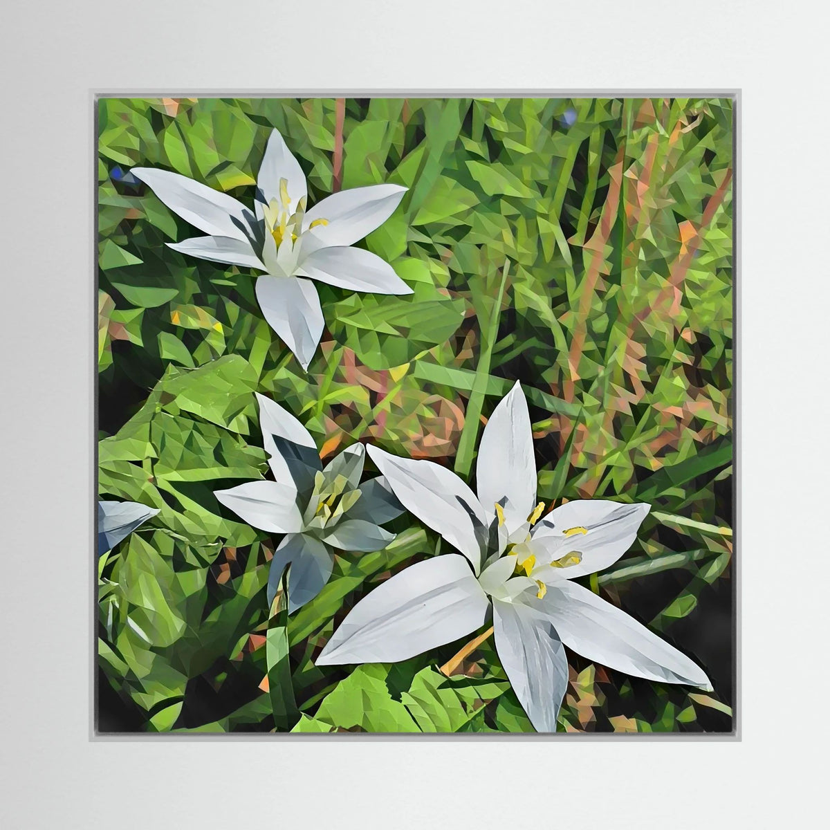 Ornithogalum, Day Light | Poly Art