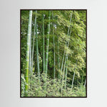 Bamboo, Reverie