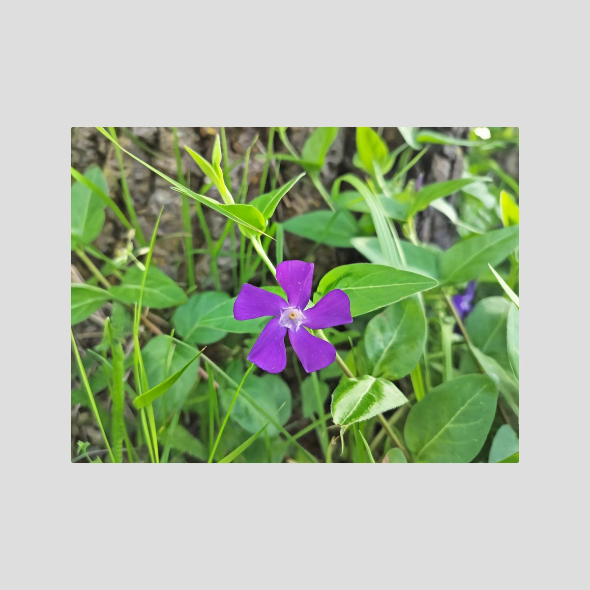 Vinca Major