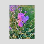 Iris