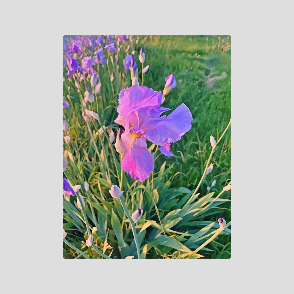 Iris