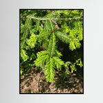 Abies Alba