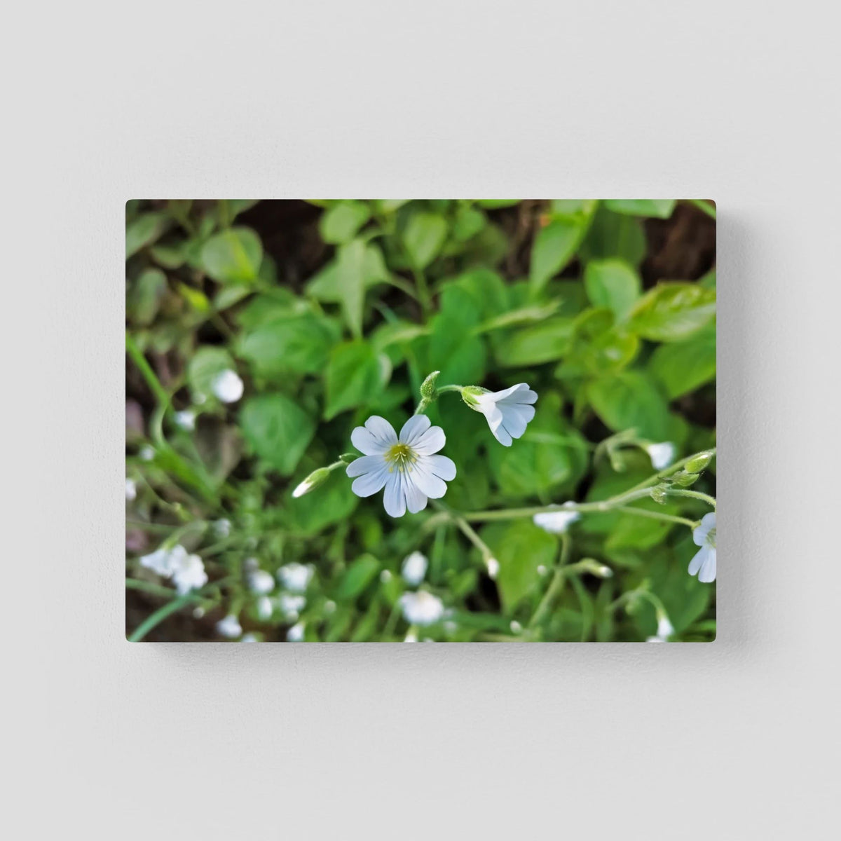 Centocchio Garofanina (Stellaria Holostea)