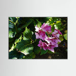 Hydrangea Macrophylla