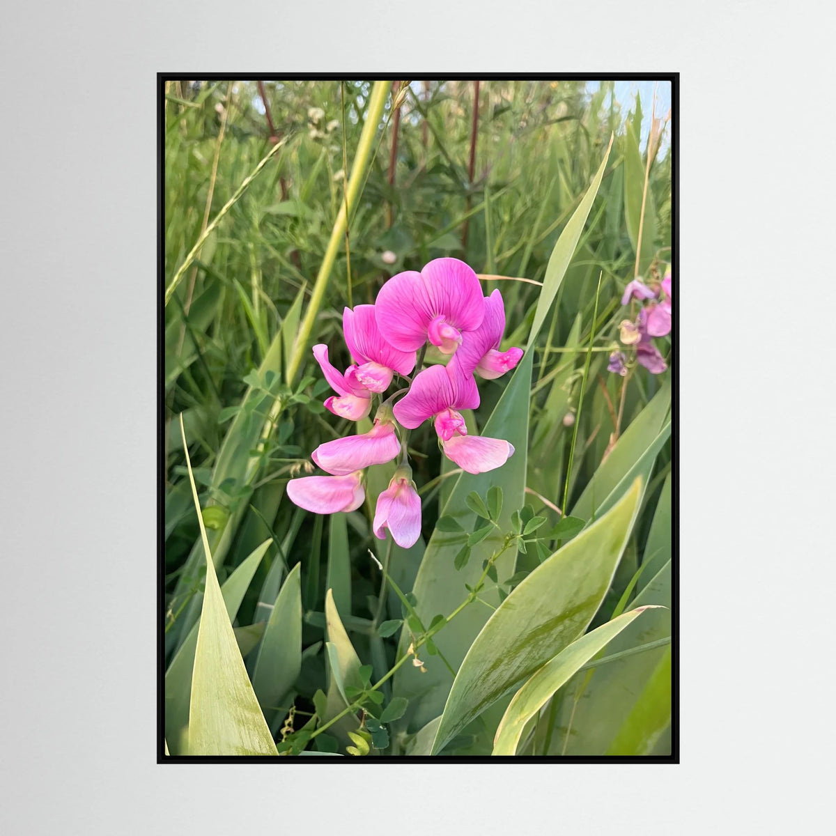 Lathyrus