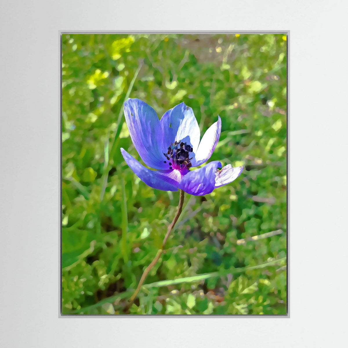 Anemone