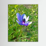 Anemone