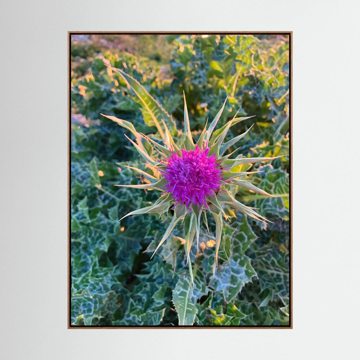 Silybum Marianum