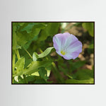Convolvulus Arvensis