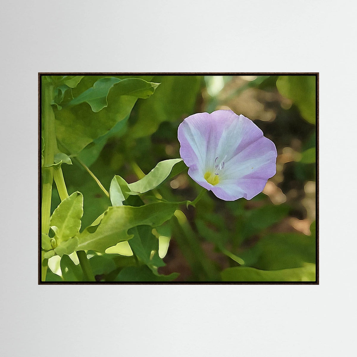 Convolvulus Arvensis