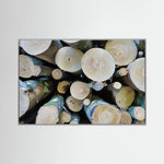 Tree Rings, Stories of Time I